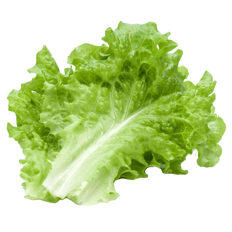 Nasiona Włoskiej Sałaty 🥬