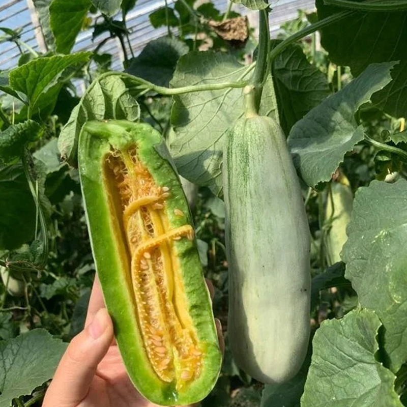 Yangjiaomi Słodkie Melony Nasiona