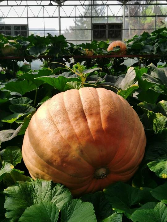 🎃 Dynia olbrzymia Big Moose