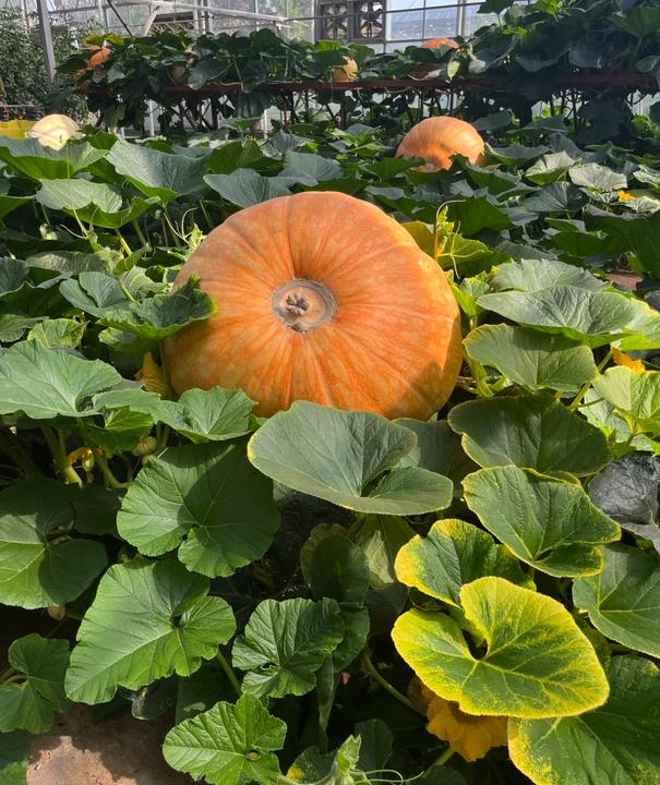 🎃 Dynia olbrzymia Big Moose