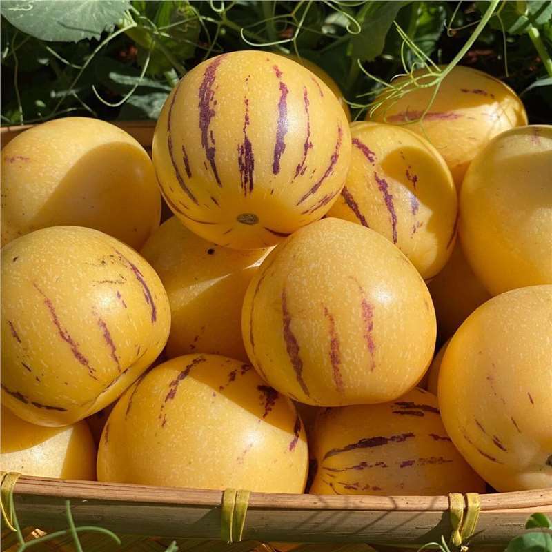 🎁 50% ZNIŻKI 🍐🍐 Nasiona Pepino (Gruszkomorela)