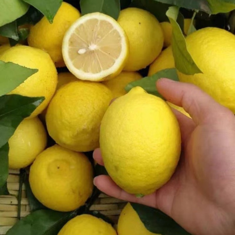 Nasiona cytryny perfumowanej