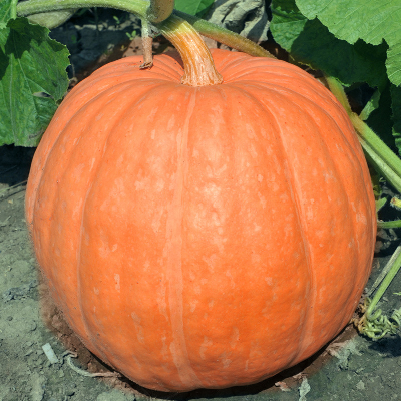 🎃 Dynia olbrzymia Big Moose