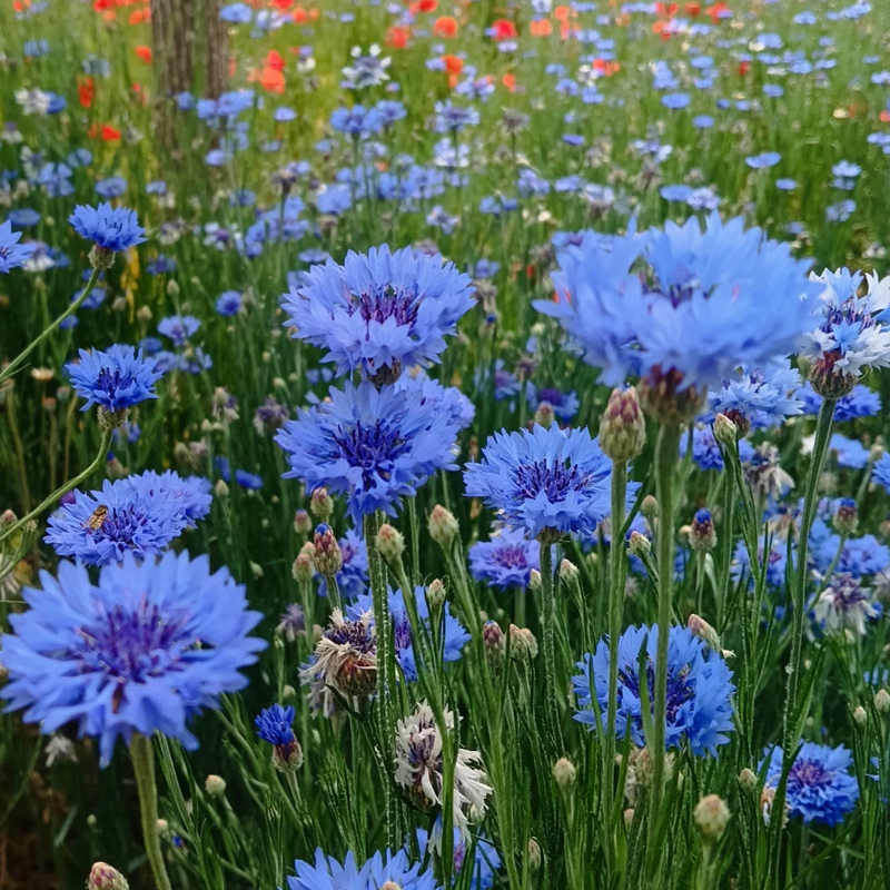 🌸Nasiona chabru błekitnego