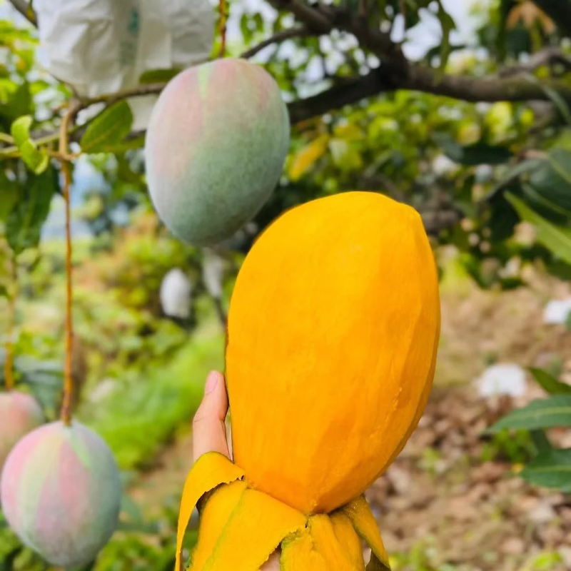 🌴 Jedwabiście słodkie i soczyste nasiona drzewa mango – tropikalny smak we własnym domu 🌴