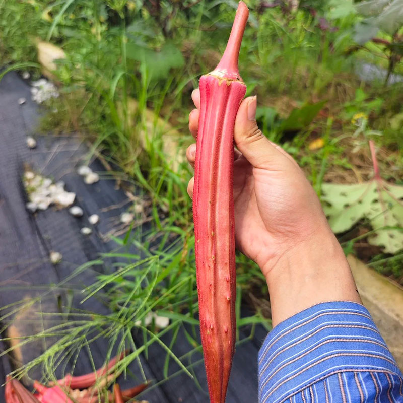 🥬 Wysoko Plonujące, Kremowe, Pożywne Nasiona Okry 