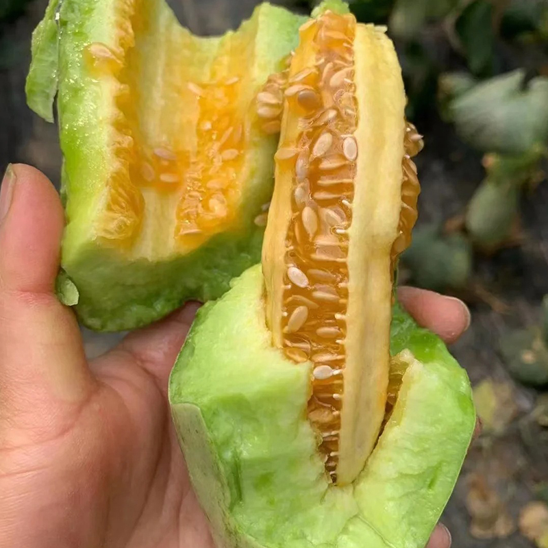 Yangjiaomi Słodkie Melony Nasiona