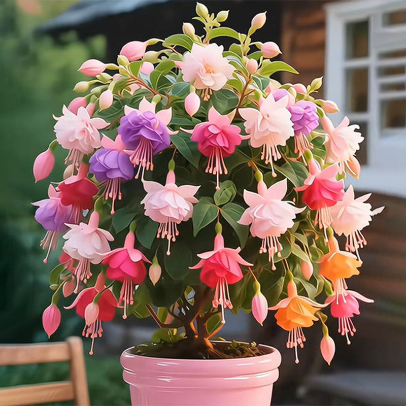 🌸 Podwójne Fuksje – Piękne Rośliny Kwitnące w Cieniu