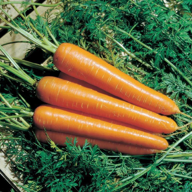 🥕 Nasiona Marchwi „Nantindo” – Słodka i Jednolita Marchew