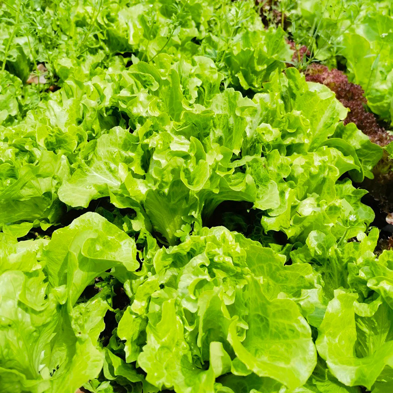Nasiona Włoskiej Sałaty 🥬