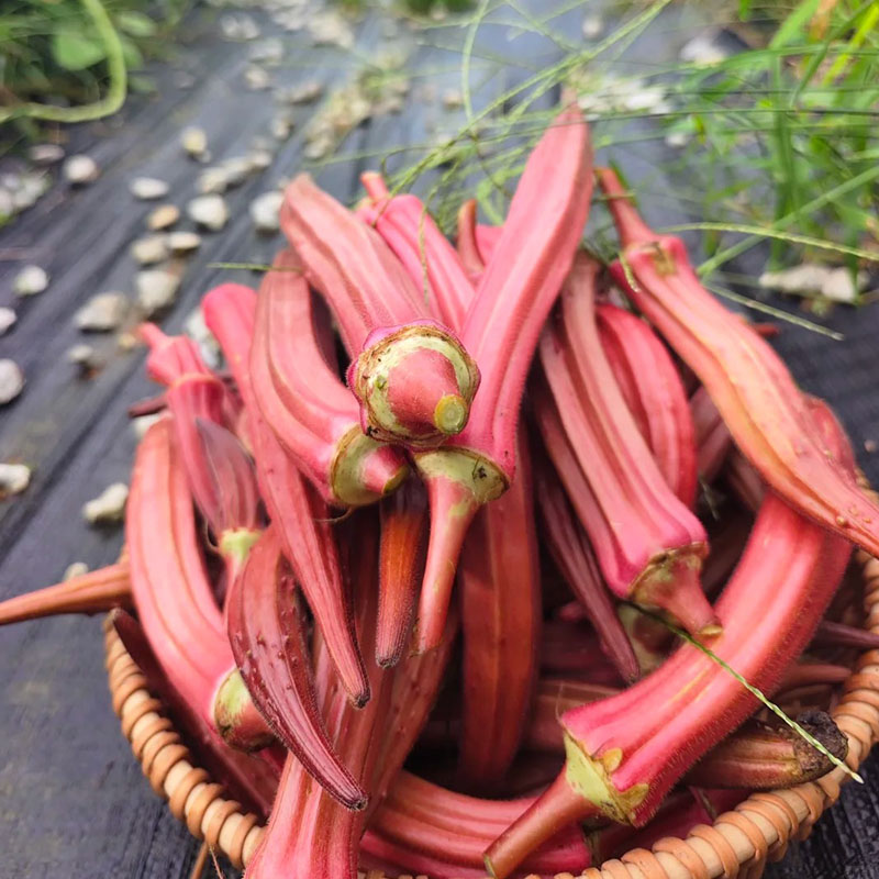 🥬 Wysoko Plonujące, Kremowe, Pożywne Nasiona Okry 