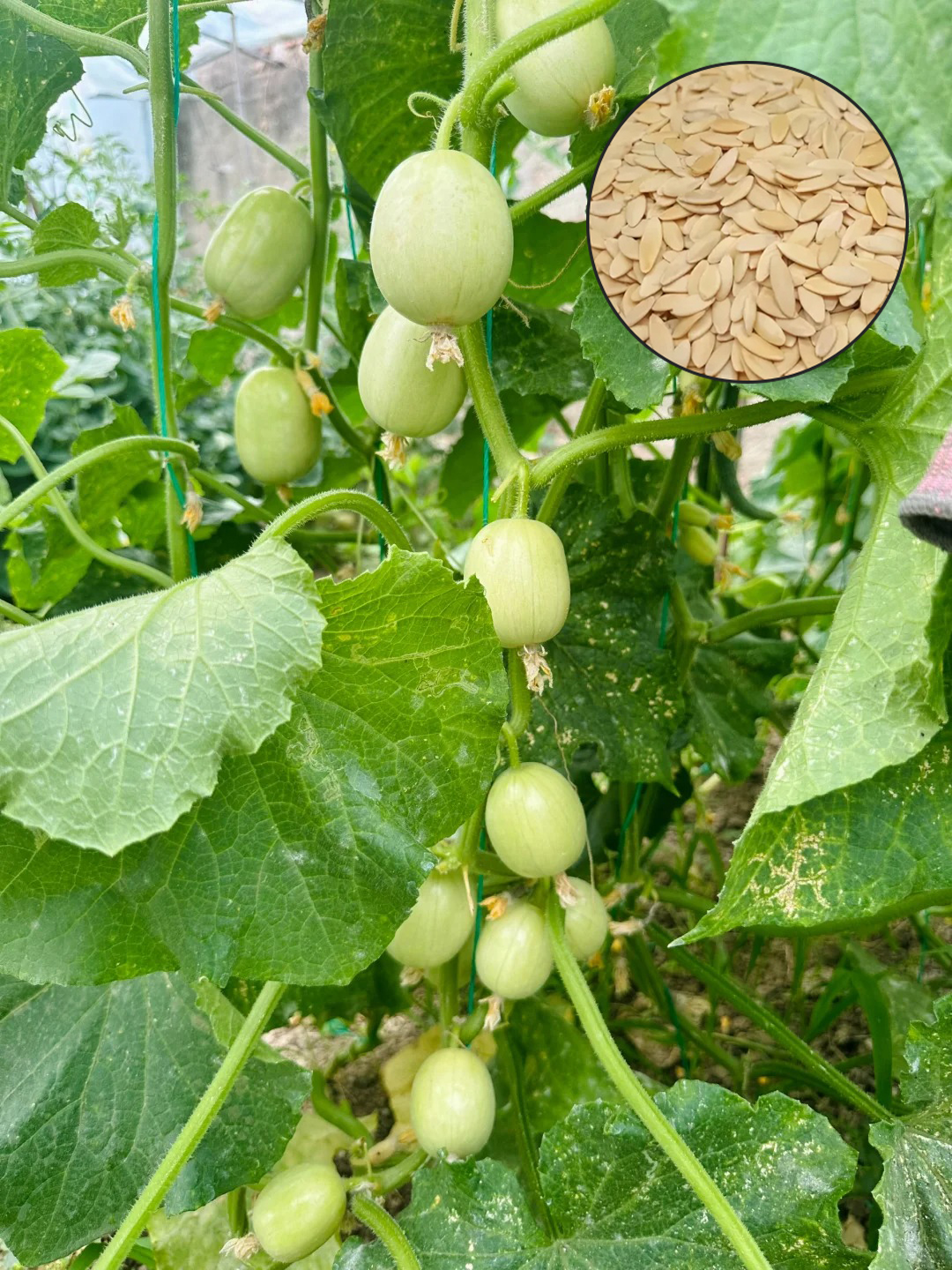 🌱Nasiona Ogórka🌿✨