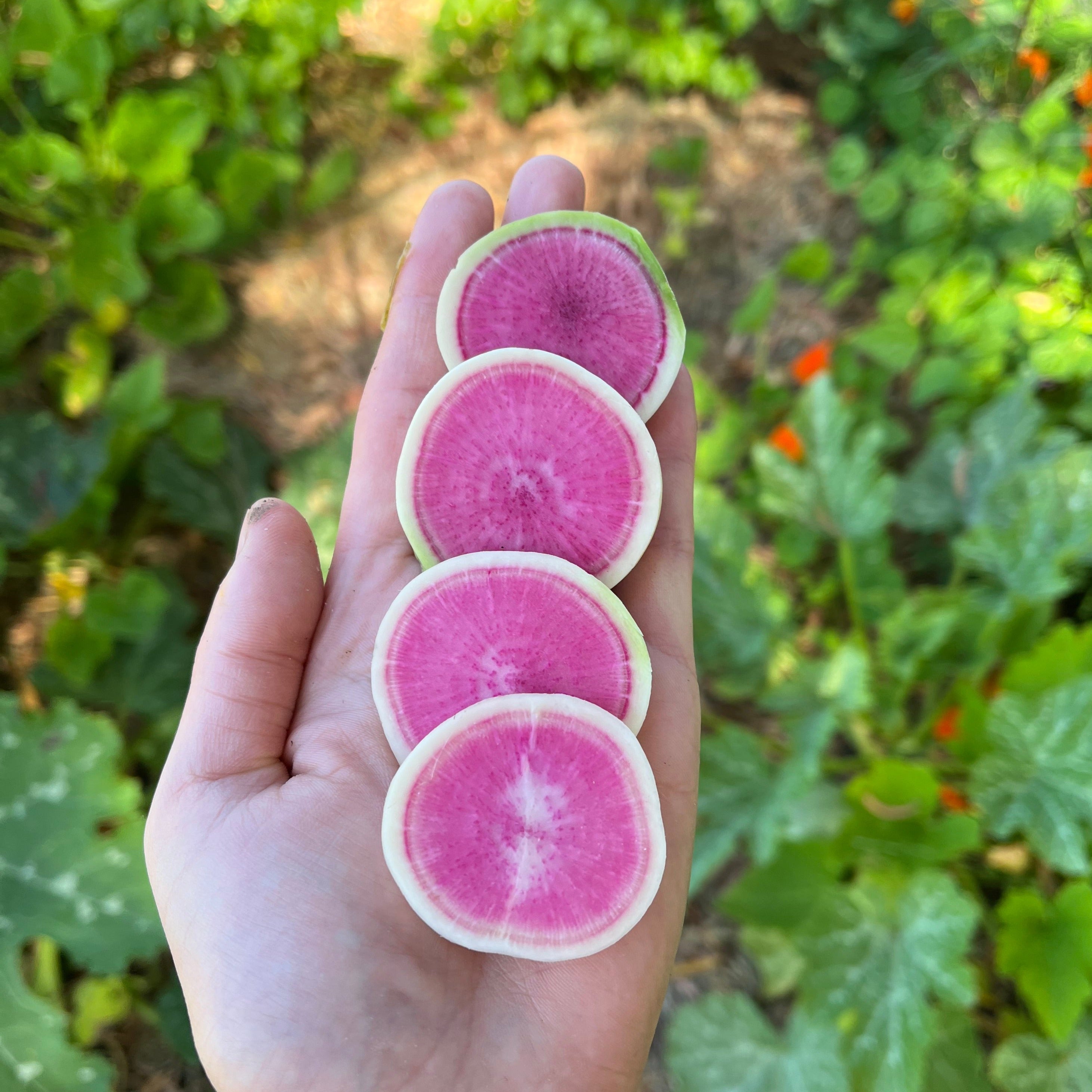 🥕 Rzodkiew Arbuzowa Warzywo