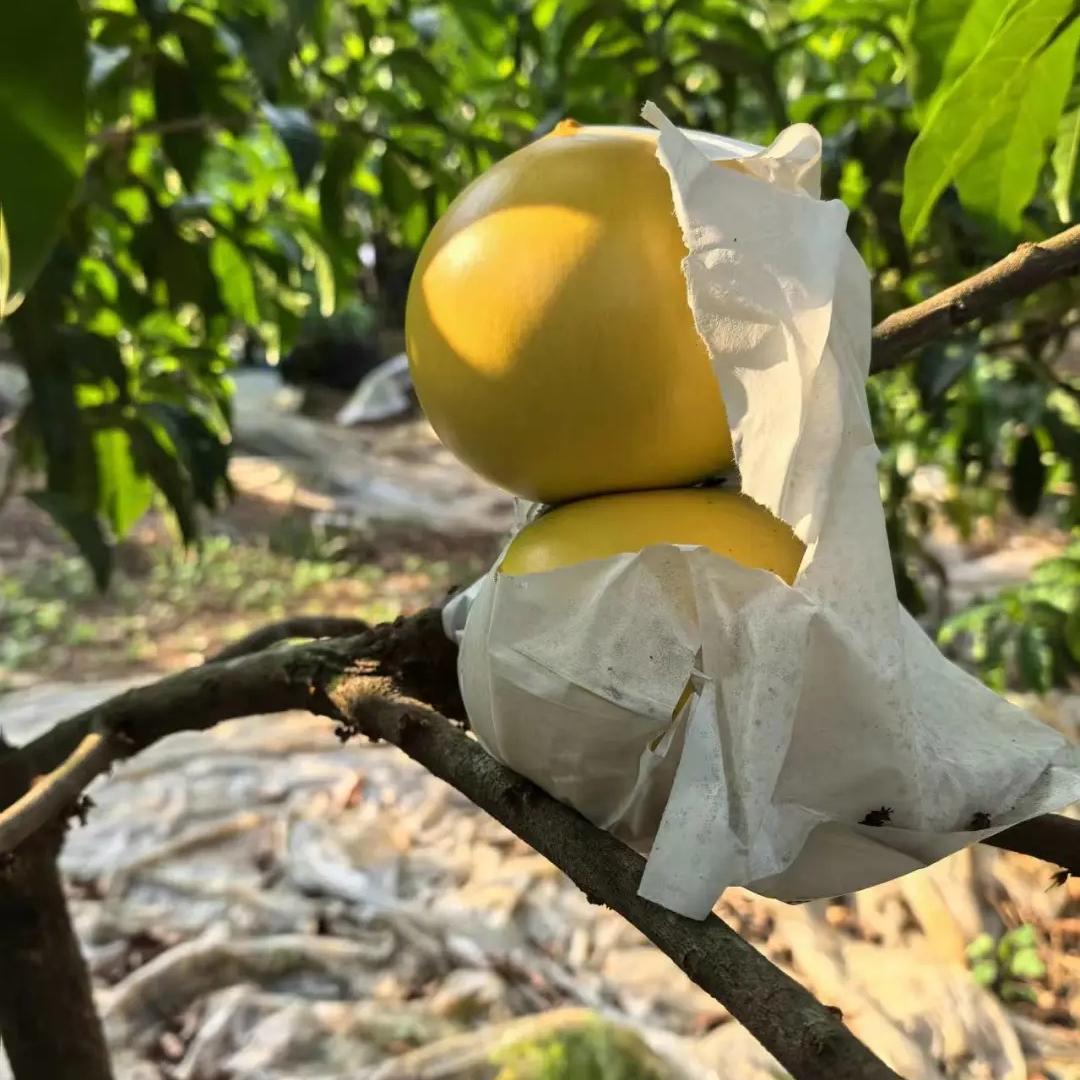 🔥50% zniżki 🥭🥭Nasiona złotych owoców - Owoce Abiu - Pouteria caimito