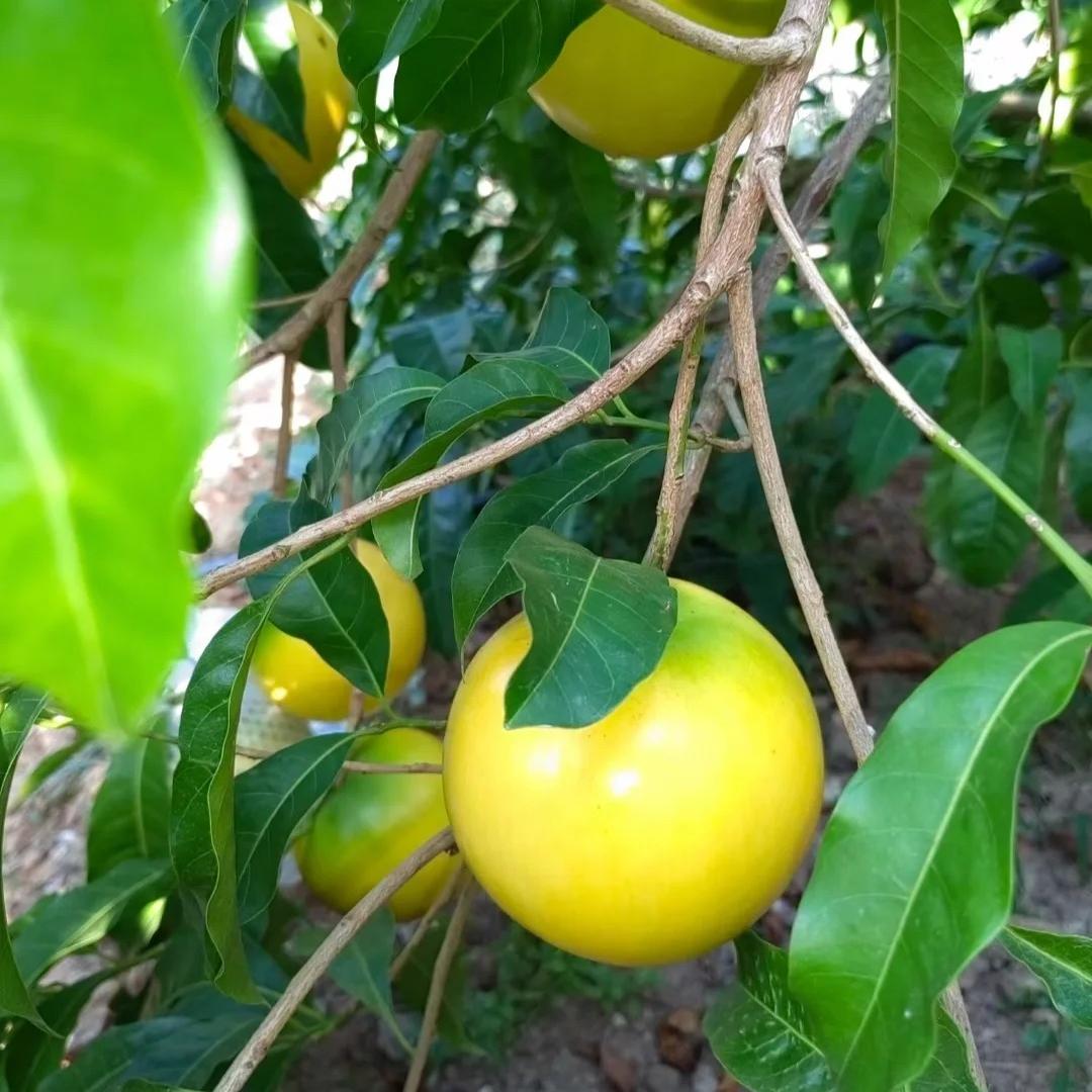 🔥50% zniżki 🥭🥭Nasiona złotych owoców - Owoce Abiu - Pouteria caimito