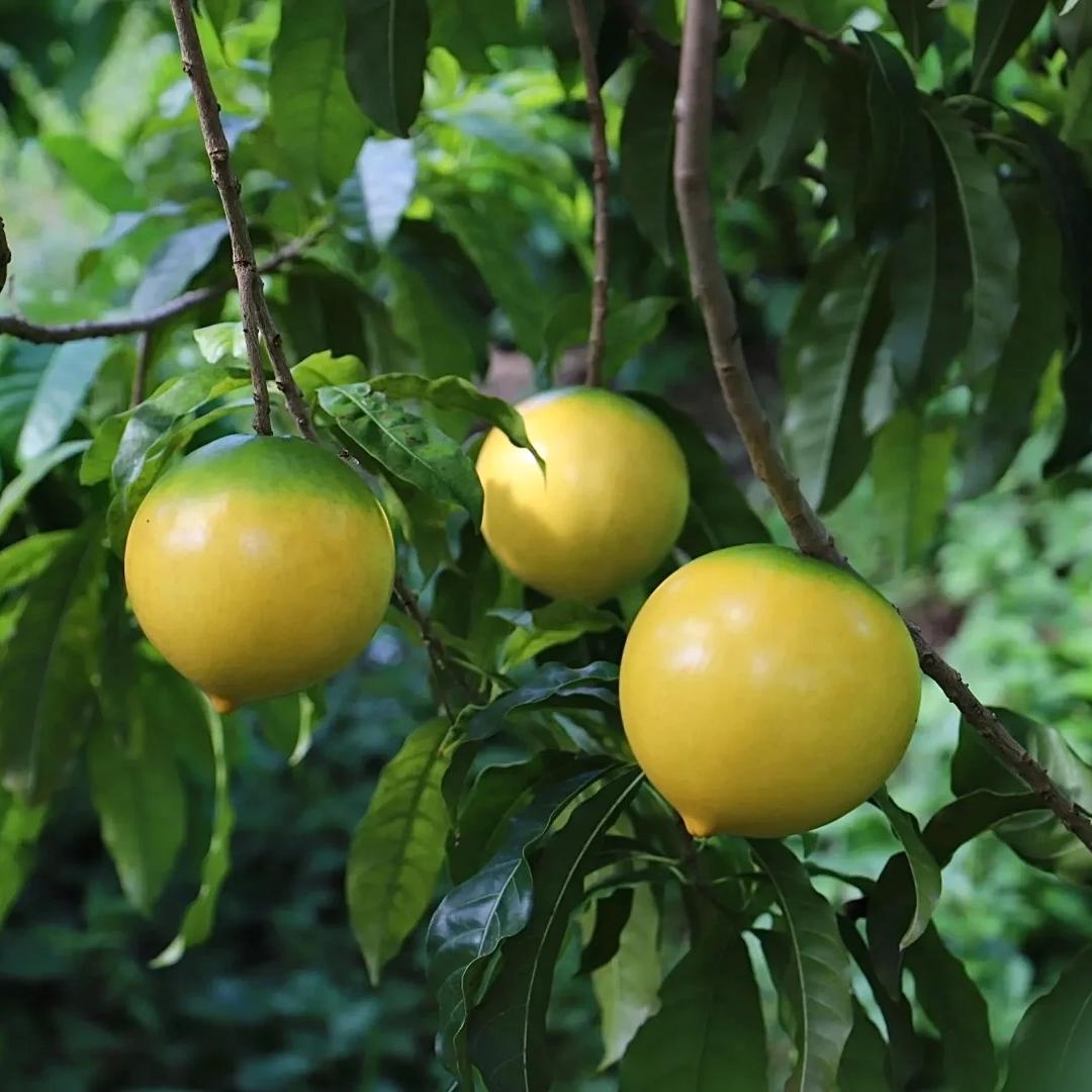 🔥50% zniżki 🥭🥭Nasiona złotych owoców - Owoce Abiu - Pouteria caimito