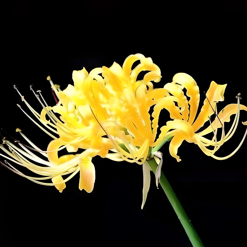 🌈Spider Lily Bulbs-Multicolor🌈🌺 Unveil Nature’s Masterpiece