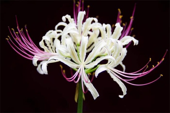 🌈Spider Lily Bulbs-Multicolor🌈🌺 Unveil Nature’s Masterpiece