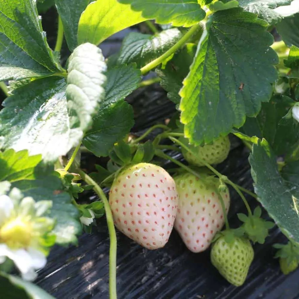 🍓 Семена от бели ягоди