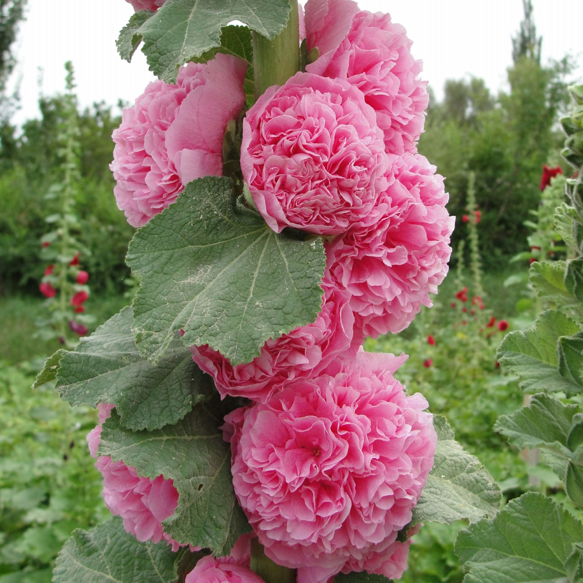 🌸Nasiona ślazu podwójnego – łatwe w uprawie