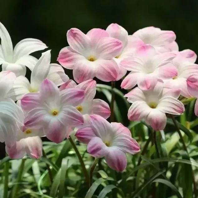 Rain orchid-Blooms once the next rain falls