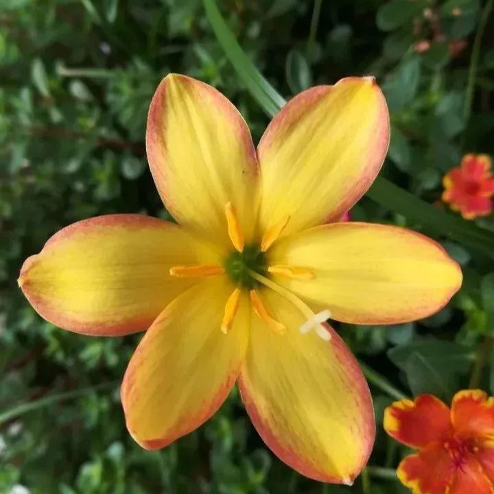 Rain orchid-Blooms once the next rain falls