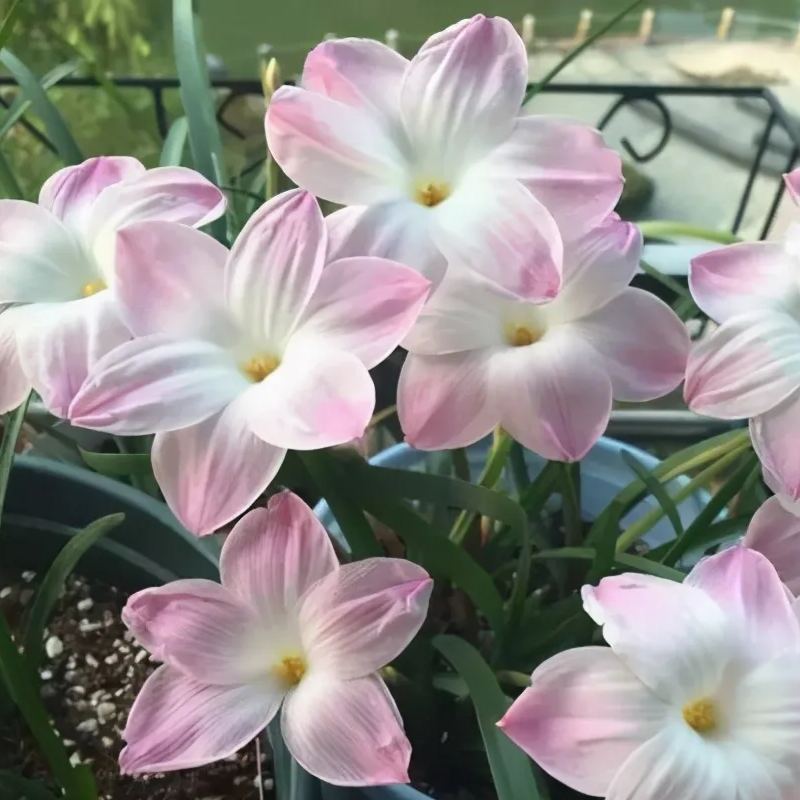 Rain orchid-Blooms once the next rain falls