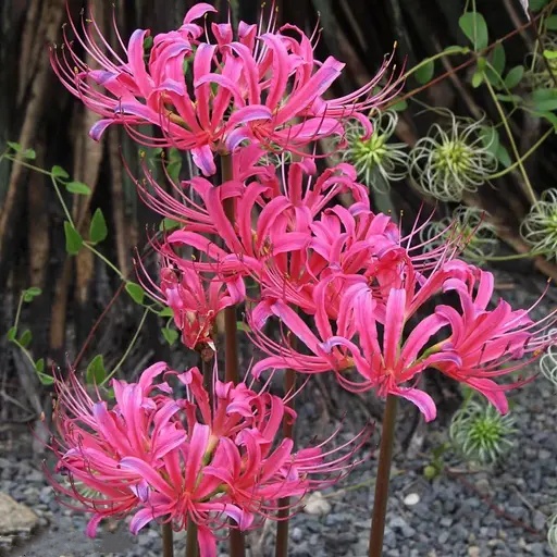 🌈Spider Lily Bulbs-Multicolor🌈🌺 Unveil Nature’s Masterpiece