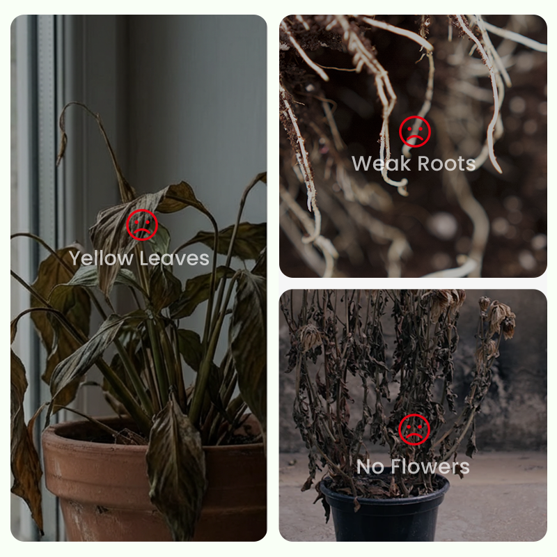 🌱Pachnące i łatwe w uprawie nasiona jaśminu z nawozem