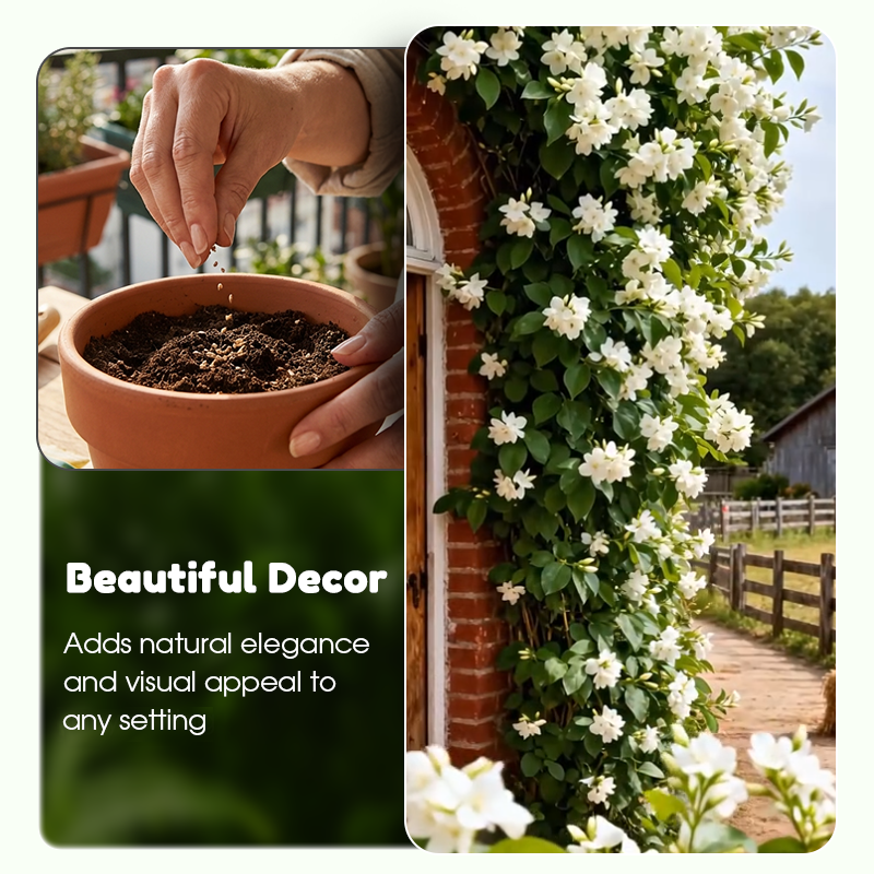 🌱Pachnące i łatwe w uprawie nasiona jaśminu z nawozem