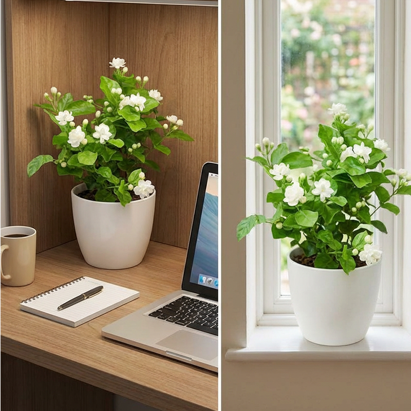 🌱Pachnące i łatwe w uprawie nasiona jaśminu z nawozem