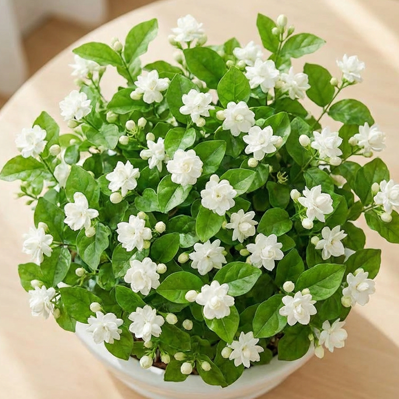 🌱Pachnące i łatwe w uprawie nasiona jaśminu z nawozem