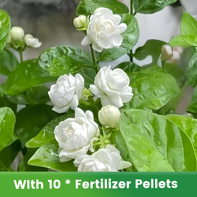 🌱Pachnące i łatwe w uprawie nasiona jaśminu z nawozem