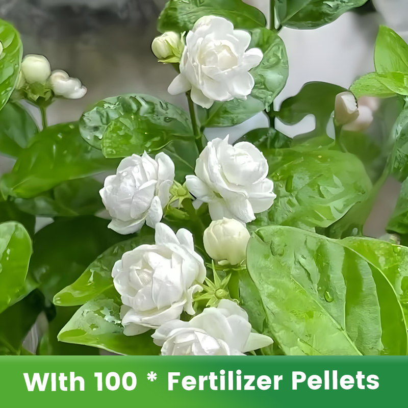 🌱Pachnące i łatwe w uprawie nasiona jaśminu z nawozem