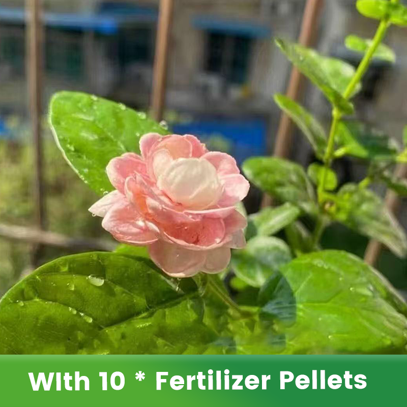 🌱Pachnące i łatwe w uprawie nasiona jaśminu z nawozem