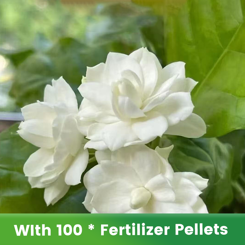 🌱Pachnące i łatwe w uprawie nasiona jaśminu z nawozem