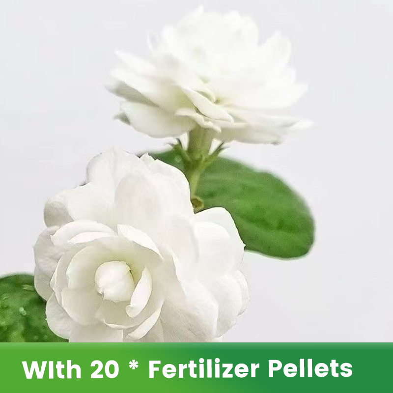 🌱Pachnące i łatwe w uprawie nasiona jaśminu z nawozem