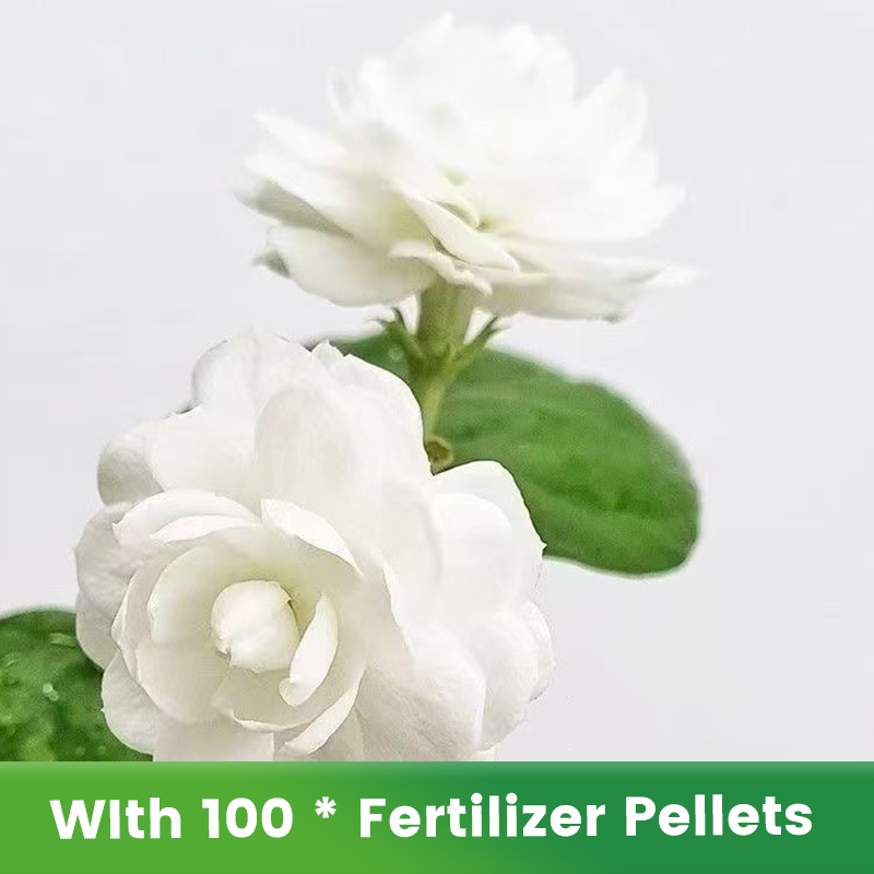 🌱Pachnące i łatwe w uprawie nasiona jaśminu z nawozem