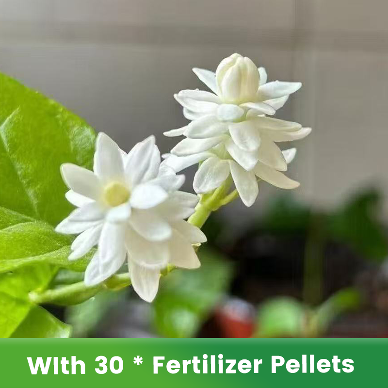 🌱Pachnące i łatwe w uprawie nasiona jaśminu z nawozem