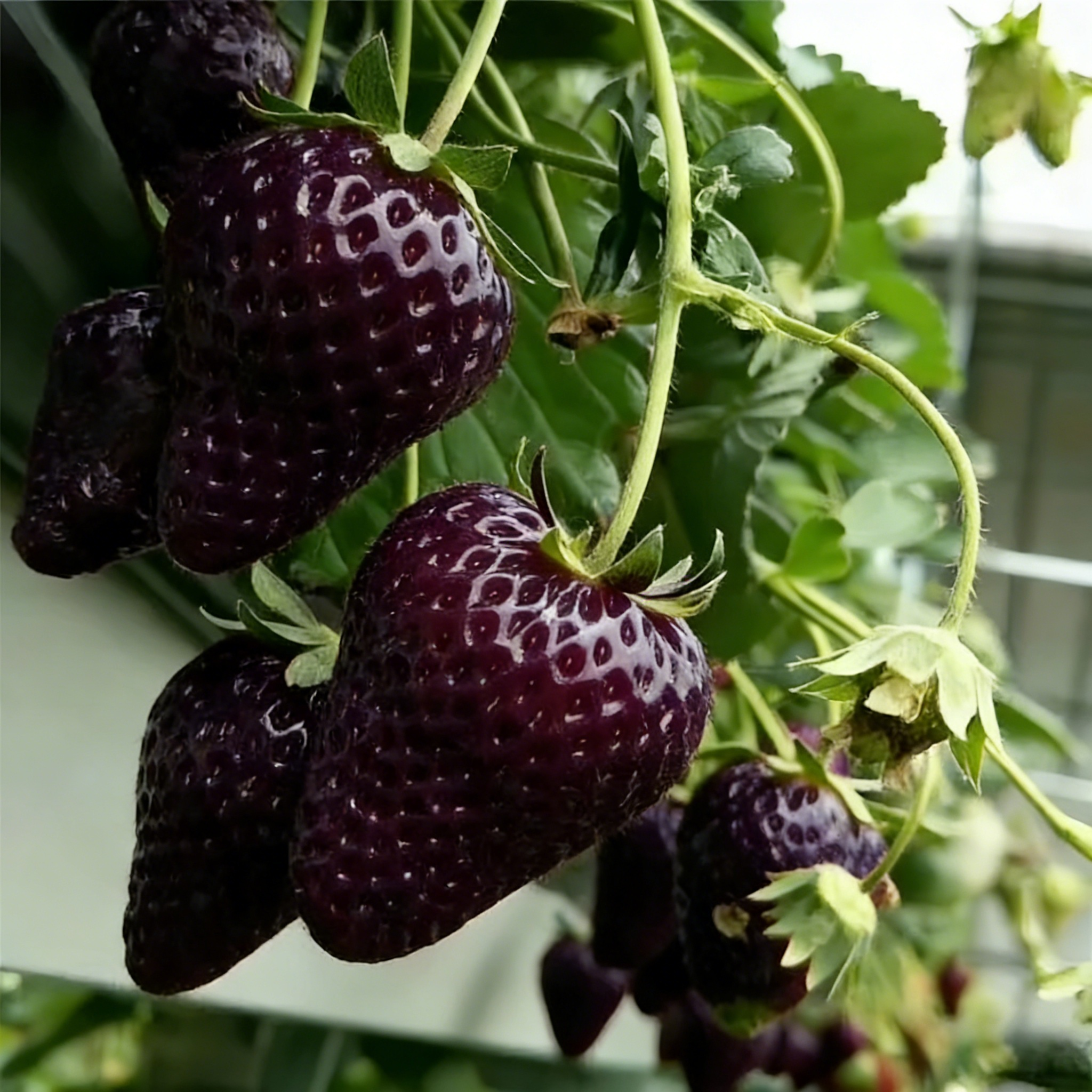 🔥⏰ Последен ден от 🌱 промоцията Семена от ягоди "Черна перла"