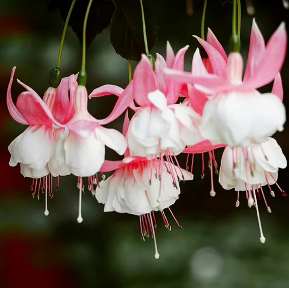 🌸 ХИТ 2026! 🌺 Фуксия „Цвят на фенер“ 🌱 Пониква до 10 дни – Супер лесна за отглеждане дори за начинаещи! 🔥