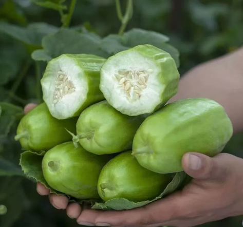 Семена от плодове