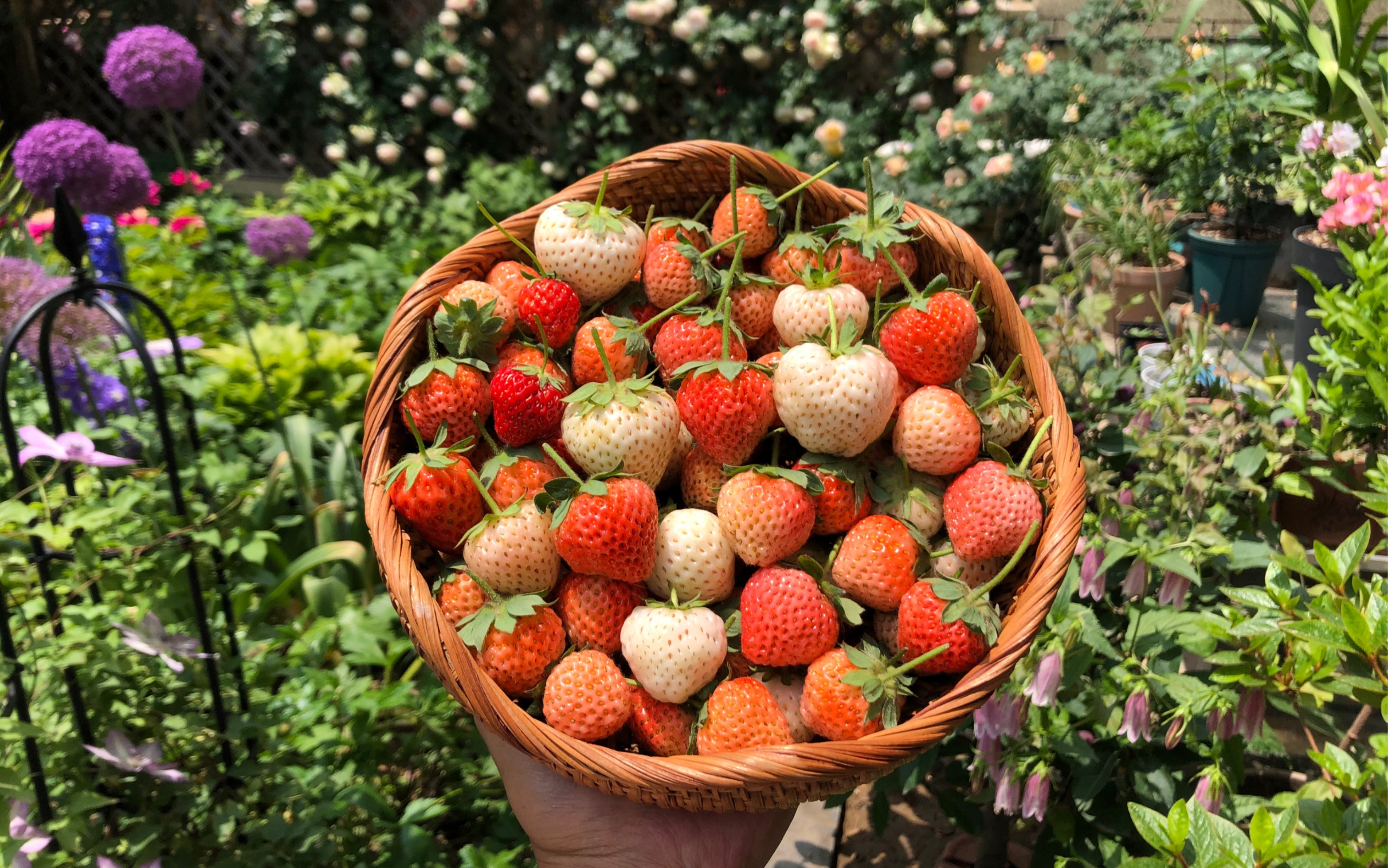 🍓 Nasiona truskawek o smaku brzoskwiniowo-wędzonym