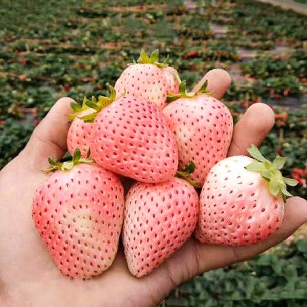 🍓 Nasiona truskawek o smaku brzoskwiniowo-wędzonym