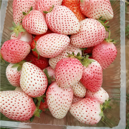 🍓 Nasiona truskawek o smaku brzoskwiniowo-wędzonym