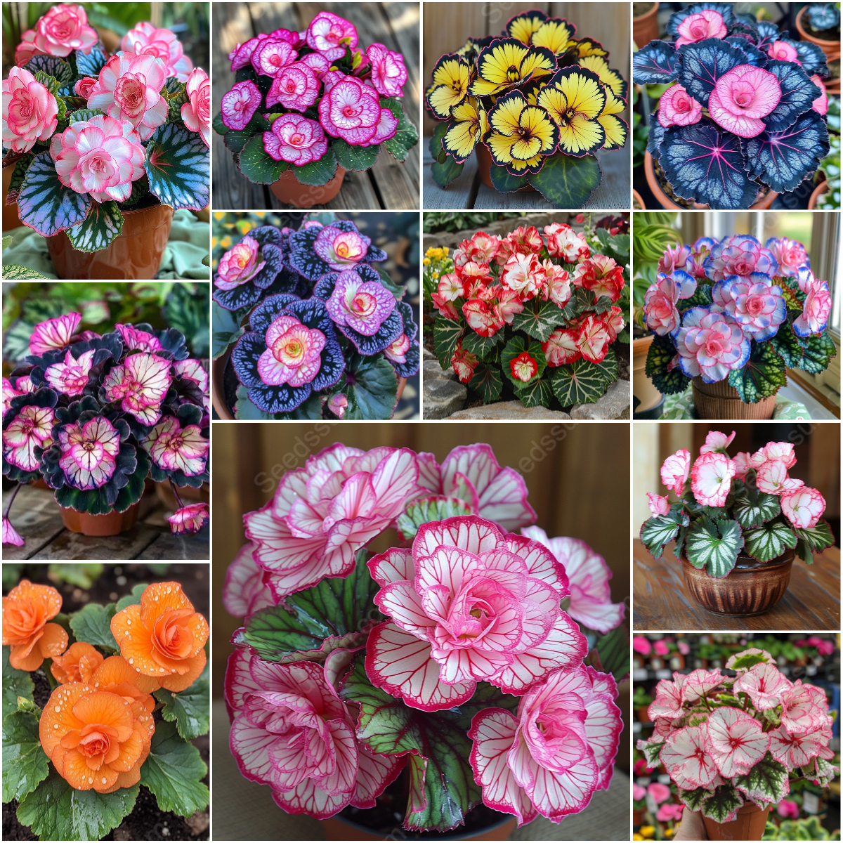 🌸Декоративнолистна бегония (Рекс бегония)