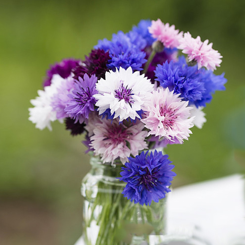 Nasiona chabra „Blue Boy” – łatwe w uprawie, piękne kwiaty do ogrodu