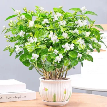 Nasiona podwójnego jaśminu – przynieś do domu magię kwiatów