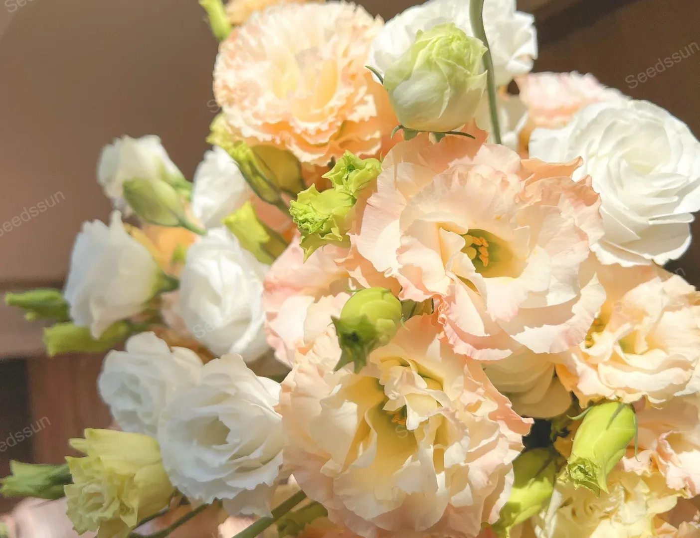 ⭐Nasiona róży japońskiej – lisianthus bezkolcowy