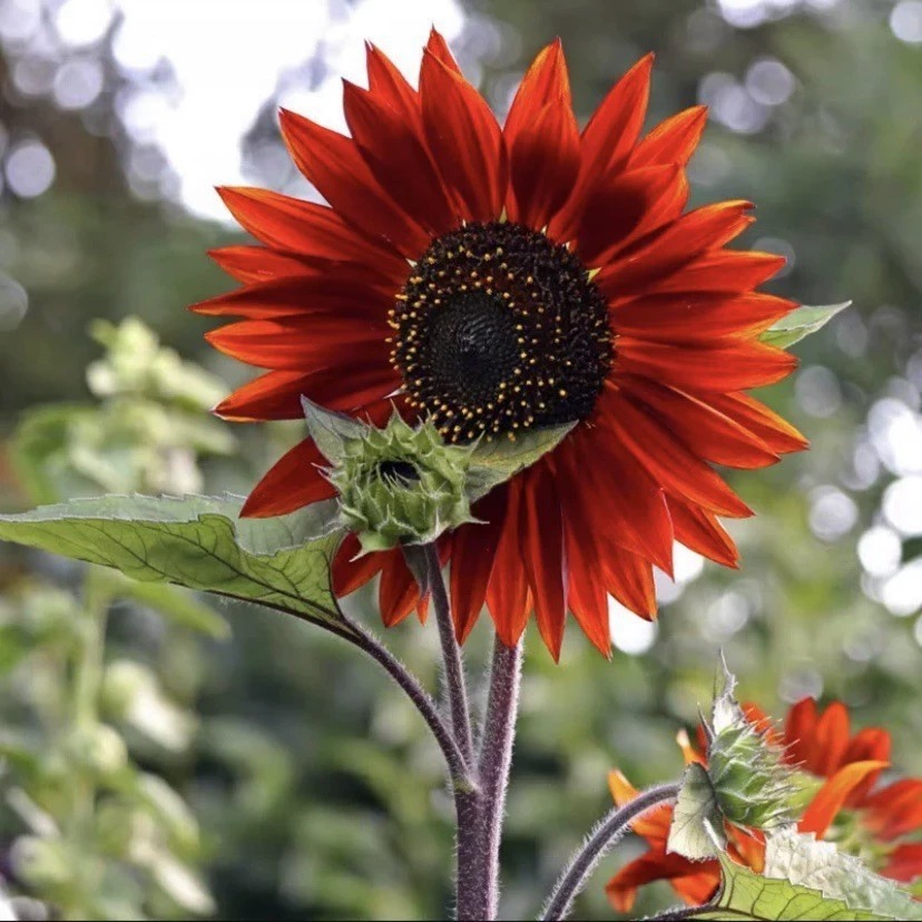 🌻Slunečnice – semínka pro krásnou letní zahradu🌱